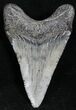 Juvenile Megalodon Tooth - South Carolina #27716-1
